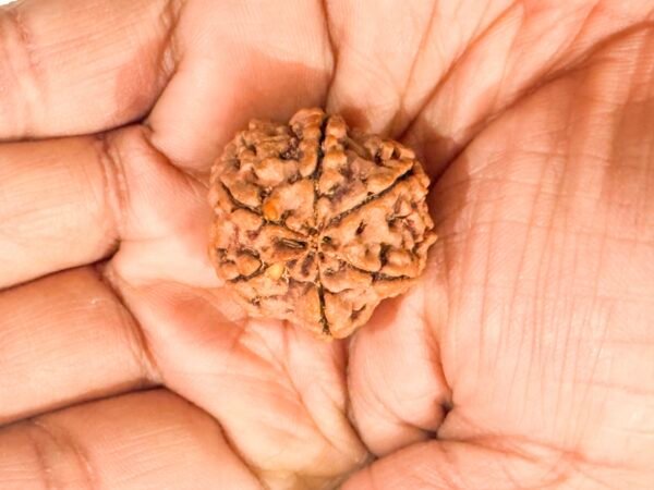 6 Mukhi Rudraksha(WYSIWYG) - Image 3