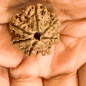 7 Mukhi Rudraksha(WYSIWYG)