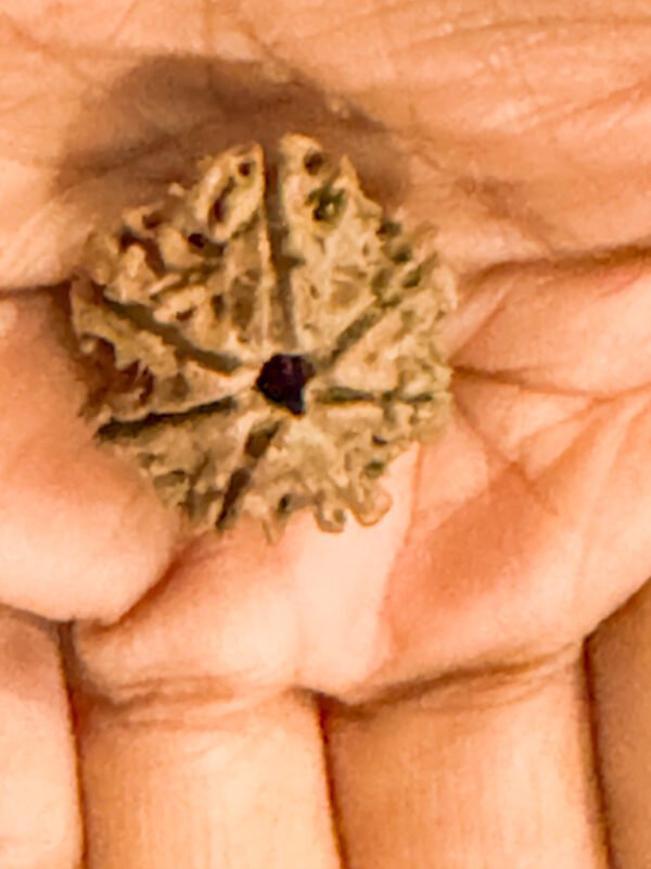 7 Mukhi Rudraksha(WYSIWYG)