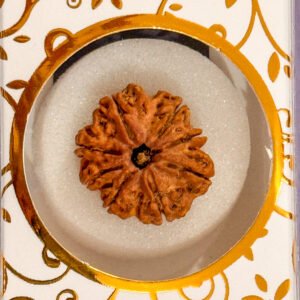 8 Mukhi Rudraksha(WYSIWYG)