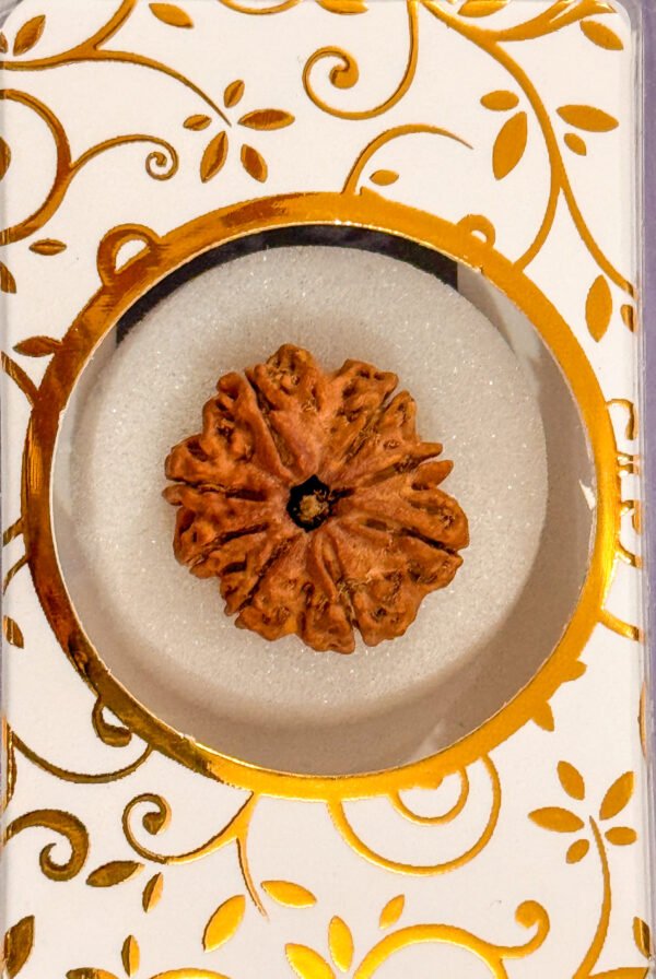 8 Mukhi Rudraksha(WYSIWYG)