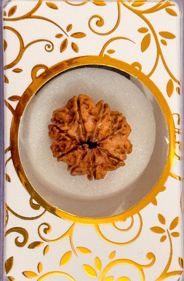 8 Mukhi Rudraksha(WYSIWYG) - Image 2