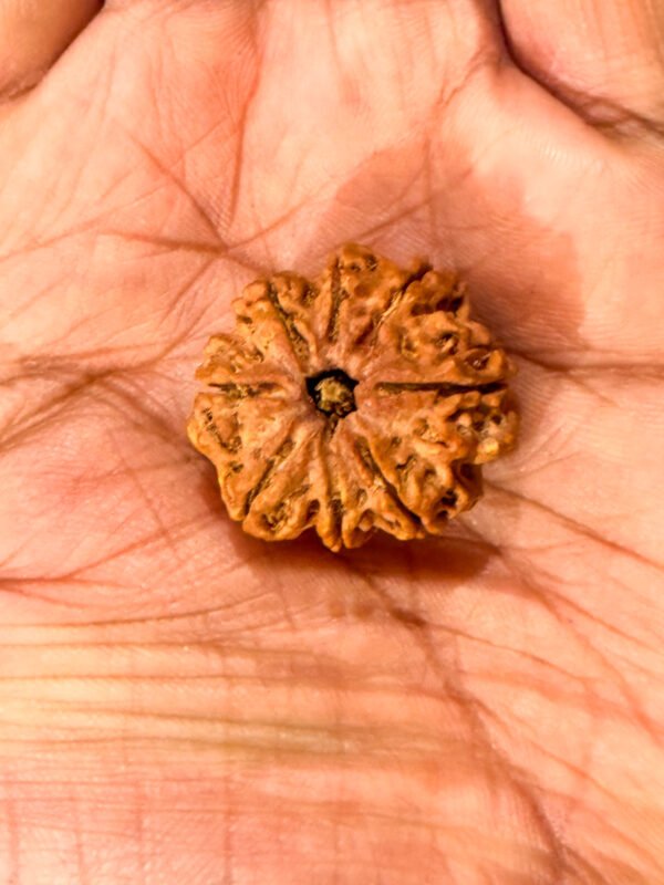 8 Mukhi Rudraksha(WYSIWYG) - Image 3