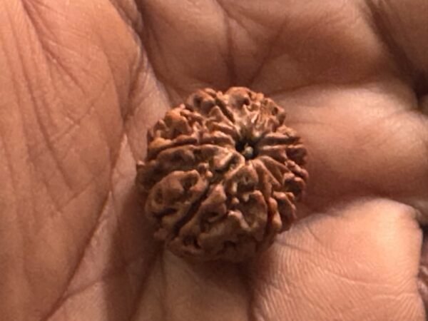 9 Mukhi Rudraksha(WYSIWYG) - Image 2