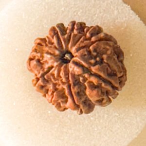 9 Mukhi Rudraksha(WYSIWYG)