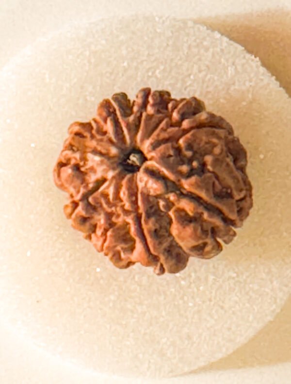 9 Mukhi Rudraksha(WYSIWYG)