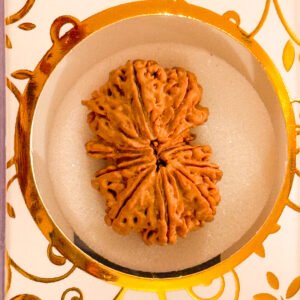 13 Mukhi Gauri Shankar Rudraksha(WYSIWYG)