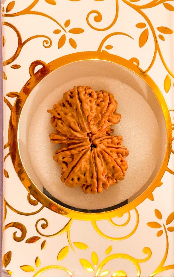 13 Mukhi Gauri Shankar Rudraksha(WYSIWYG)
