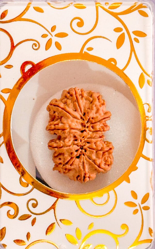 13 Mukhi Gauri Shankar Rudraksha(WYSIWYG) - Image 2