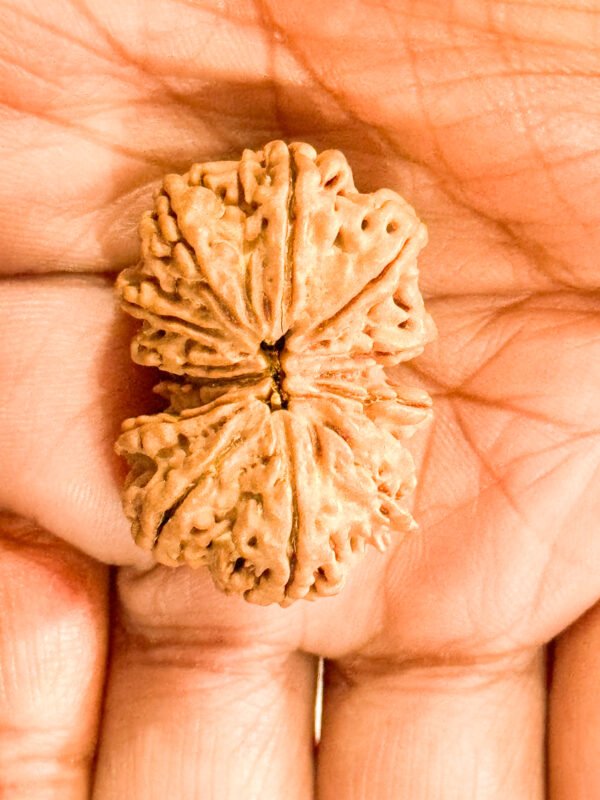 13 Mukhi Gauri Shankar Rudraksha(WYSIWYG) - Image 3