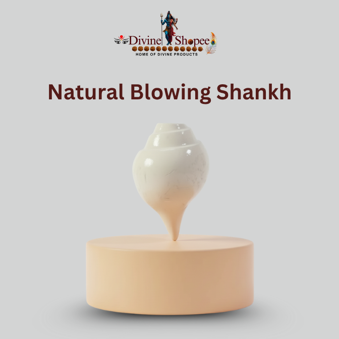 Natural Blowing Shankh