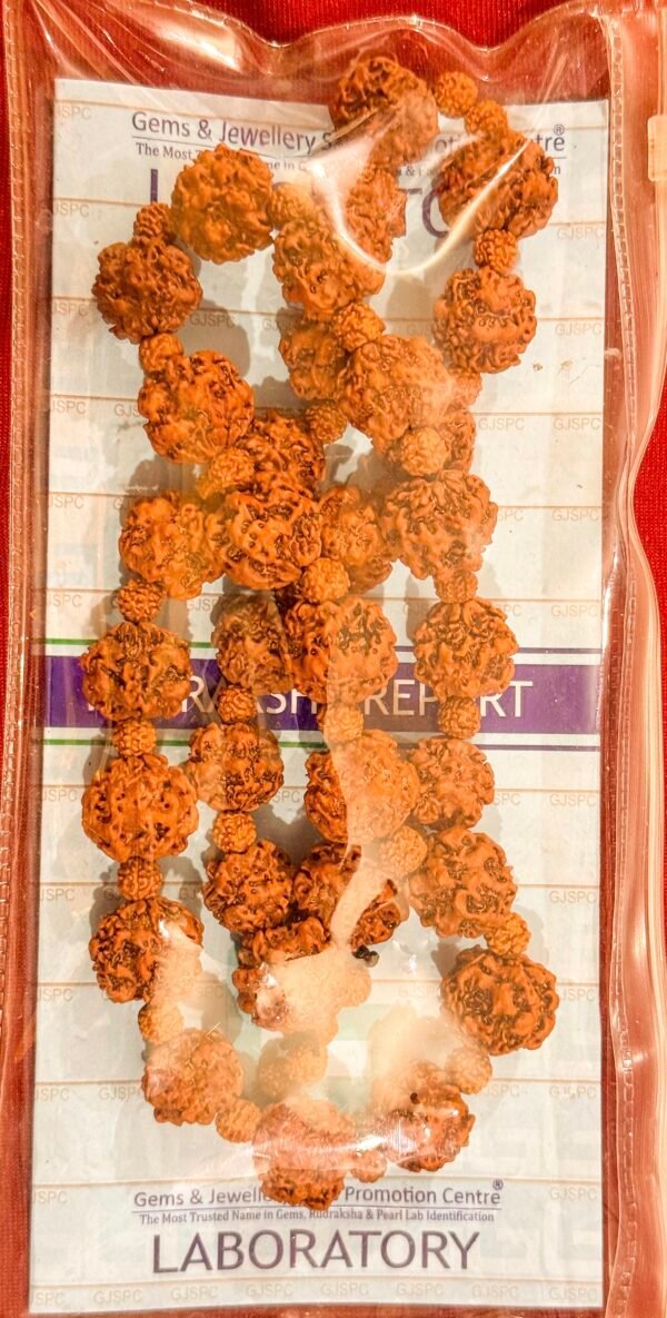 Nirmukhi 33 Beads Rudraksha Kantha (WYSIWYG) - Image 2