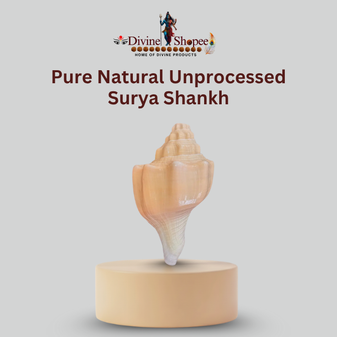 Pure Natural Unprocessed Surya Shankh