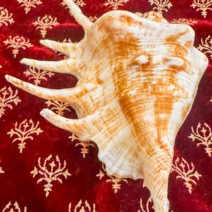 Pure Natural Unprocessed Panchmukhi Shankh