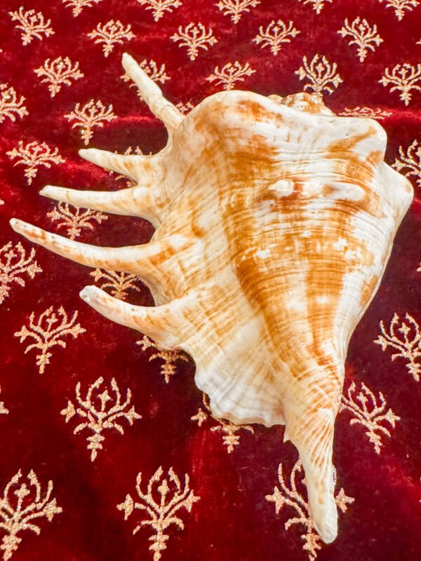 Pure Natural Unprocessed Panchmukhi Shankh