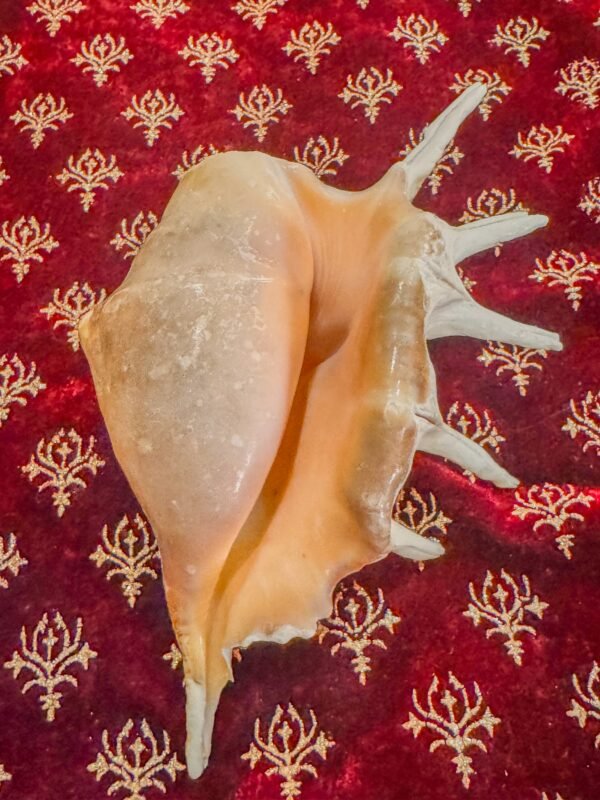 Pure Natural Unprocessed Panchmukhi Shankh - Image 2