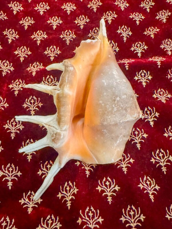Pure Natural Unprocessed Panchmukhi Shankh - Image 3