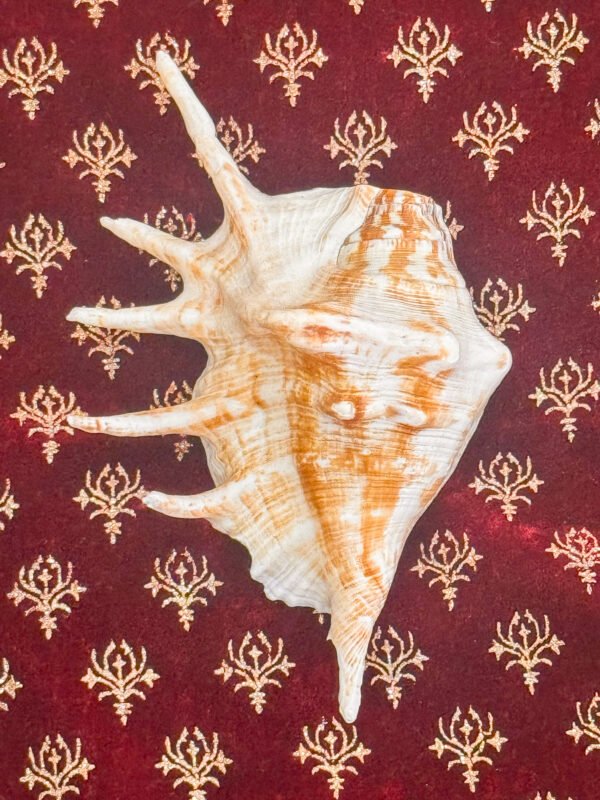 Pure Natural Unprocessed Panchmukhi Shankh - Image 5