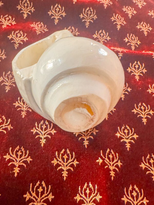 Natural Blowing Shankh - Image 3