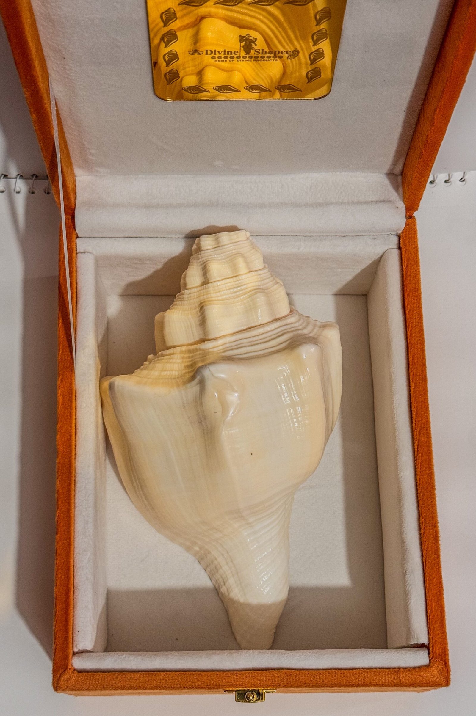 Pure Natural Unprocessed Surya Shankh - Image 3