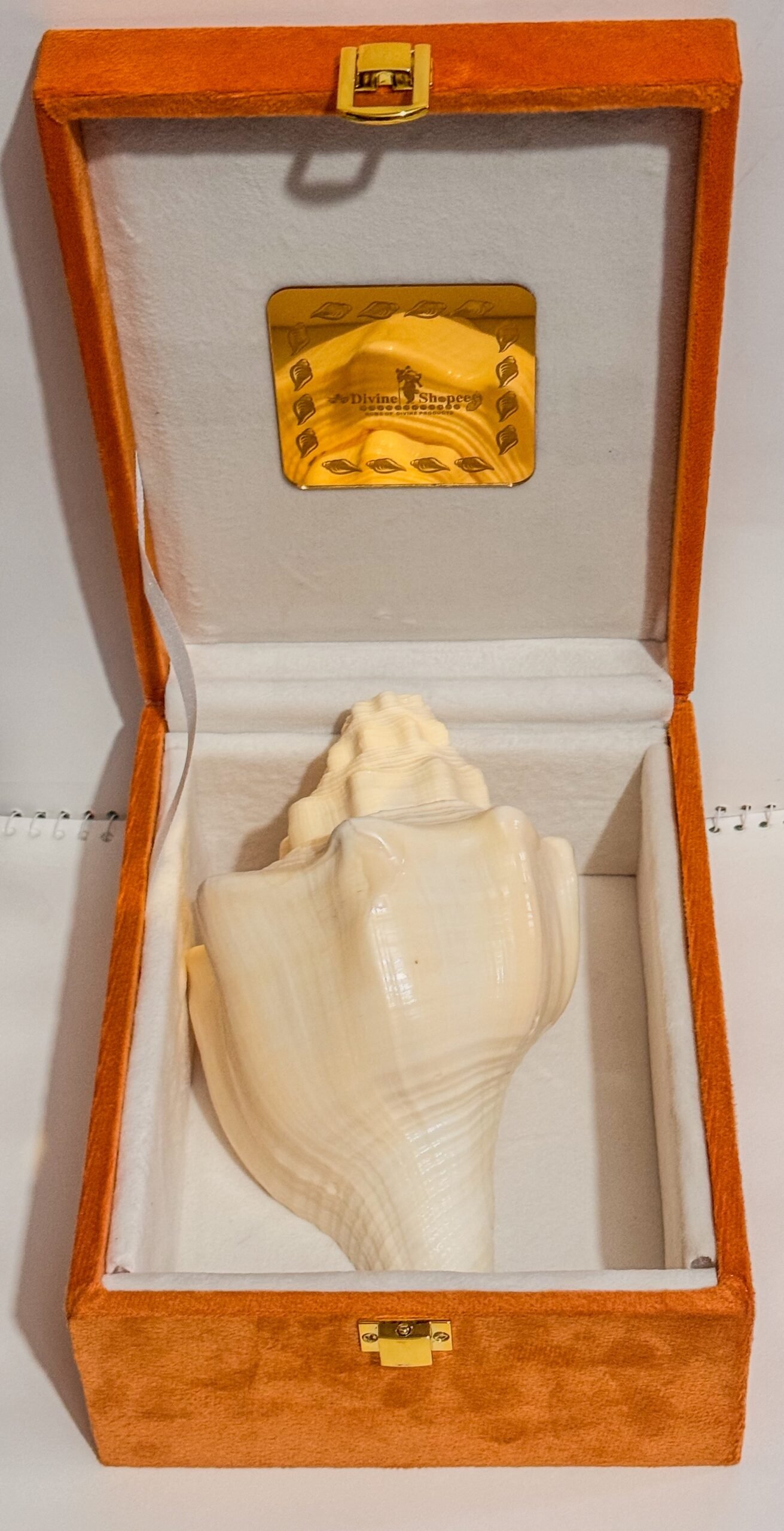 Pure Natural Unprocessed Surya Shankh - Image 2