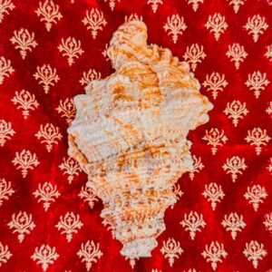 Pure Natural Unprocessed Annapurna Shankh