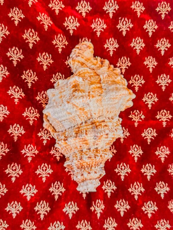 Pure Natural Unprocessed Annapurna Shankh