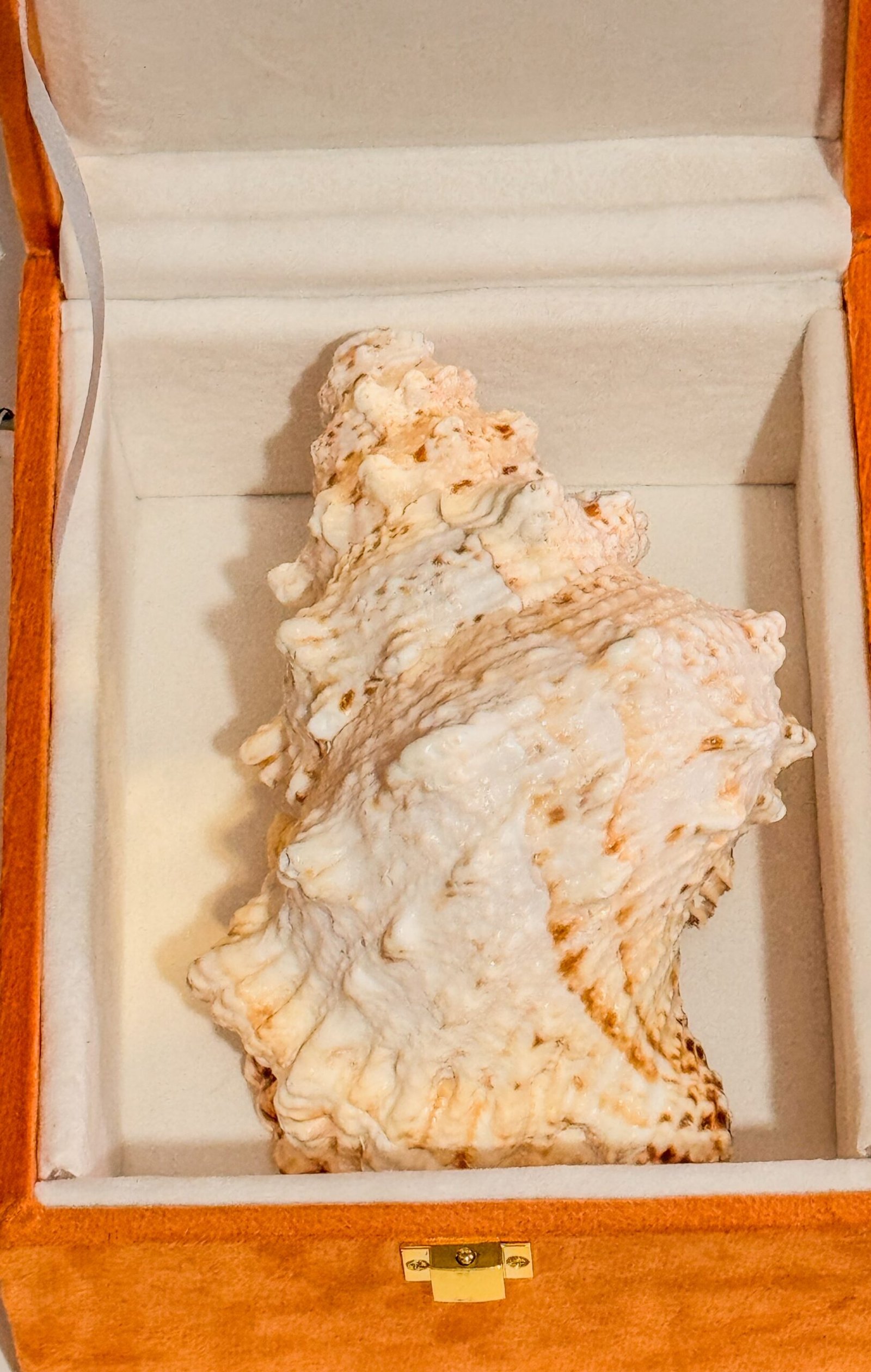 Pure Natural Unprocessed Annapurna Shankh - Image 4