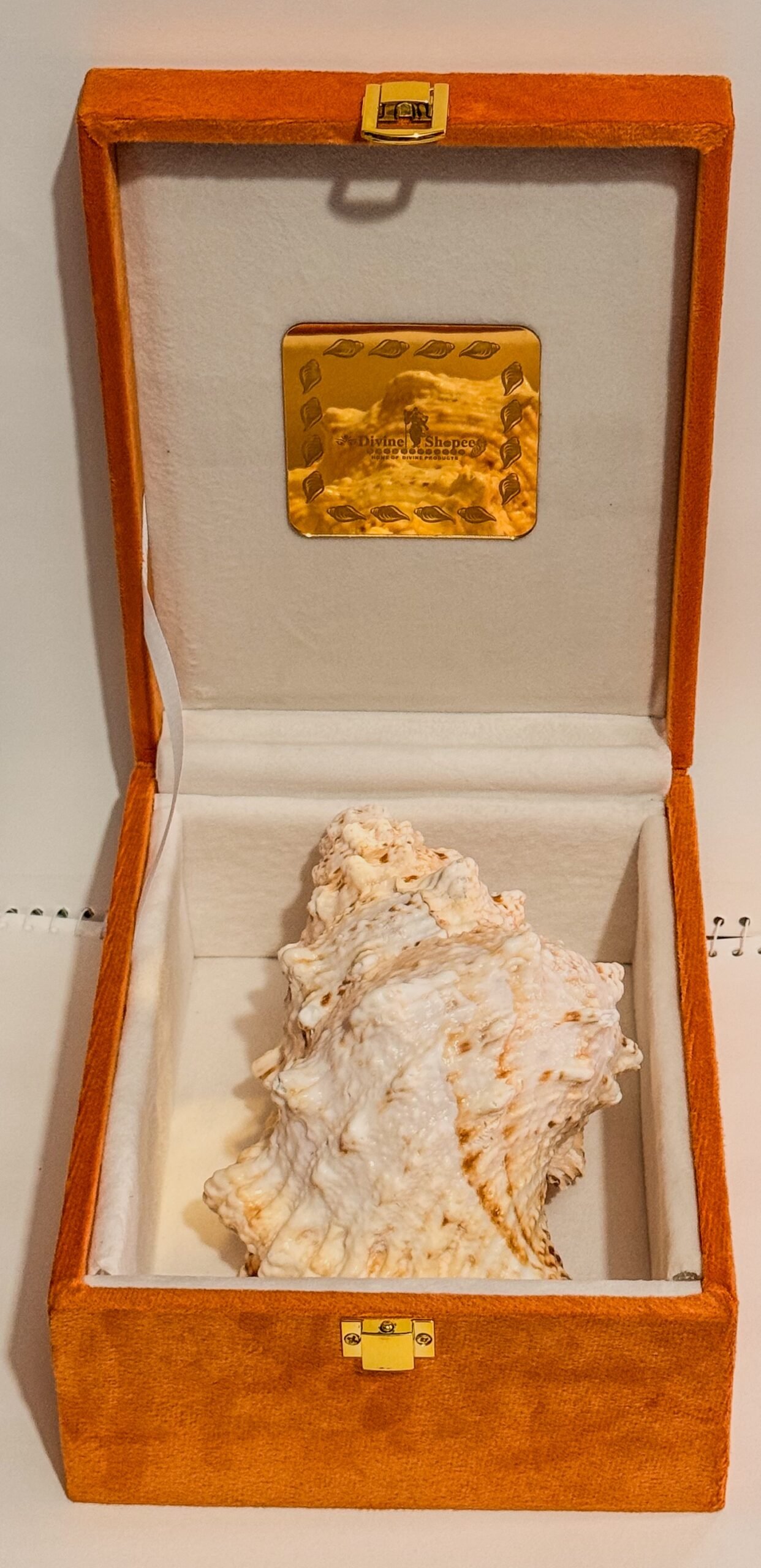 Pure Natural Unprocessed Annapurna Shankh - Image 3