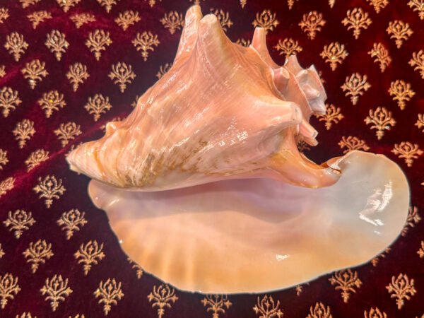 Pure Natural Unprocessed Pink Shankh - Image 2