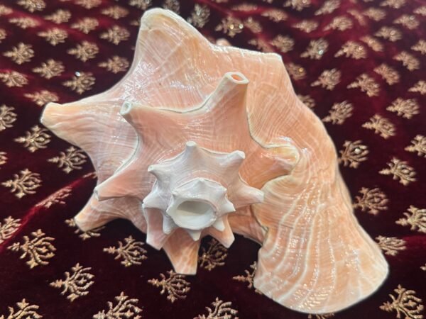 Pure Natural Unprocessed Pink Shankh - Image 3