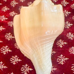 Pure Natural Unprocessed Surya Shankh