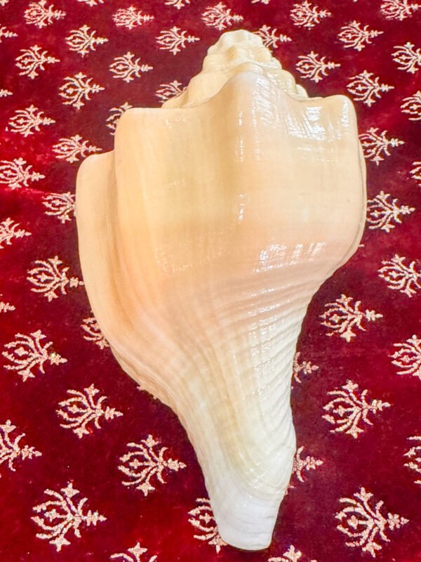 Pure Natural Unprocessed Surya Shankh