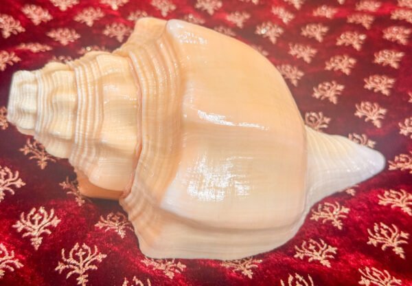 Pure Natural Unprocessed Surya Shankh - Image 3
