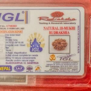 10 Mukhi Rudraksha - Full Seed (WYSIWYG) Super Rare