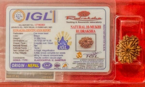 10 Mukhi Rudraksha - Full Seed (WYSIWYG) Super Rare