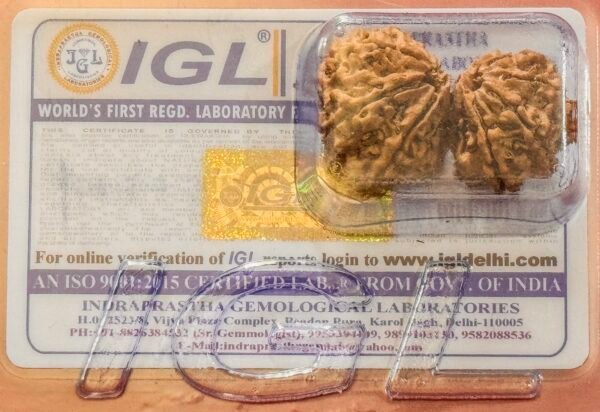11 Mukhi Gauri Shankar Rudraksha(WYSIWYG) - Image 3