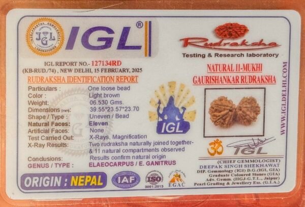 11 Mukhi Gauri Shankar Rudraksha(WYSIWYG)