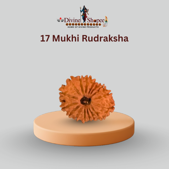 17 Mukhi Rudraksha