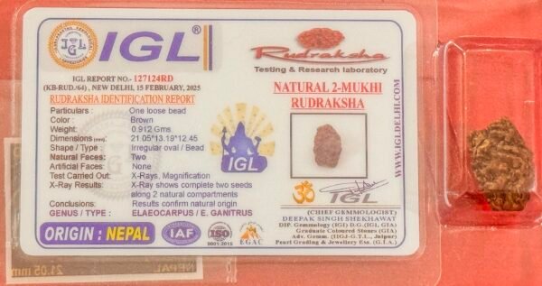2 Mukhi Rudraksha - Full Seed(WYSIWYG) Super Rare - Image 3