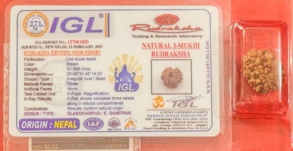 3 Mukhi Rudraksha - Full Seed(WYSIWYG) Super Rare - Image 3
