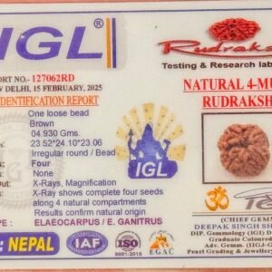 4 Mukhi Rudraksha Full Seed(WYSIWYG) Super Rare