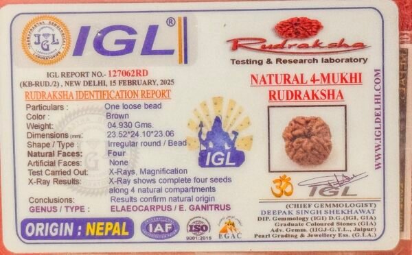 4 Mukhi Rudraksha Full Seed(WYSIWYG) Super Rare