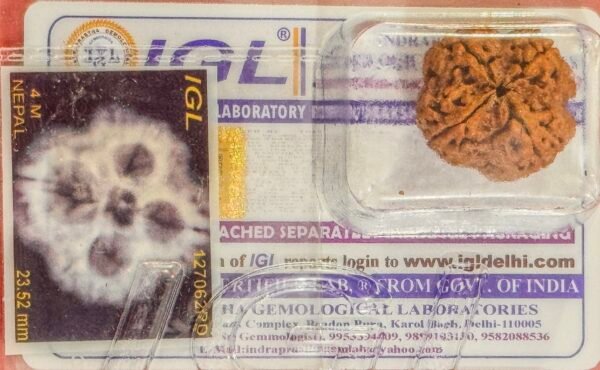 4 Mukhi Rudraksha Full Seed(WYSIWYG) Super Rare - Image 3