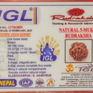 5 Mukhi Rudraksha - Full Seed(WYSIWYG) Super Rare