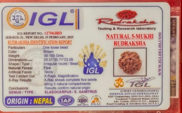 5 Mukhi Rudraksha - Full Seed(WYSIWYG) Super Rare