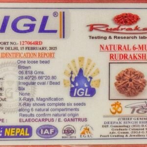 6 Mukhi Rudraksha - Full Seed(WYSIWYG) Super Rare