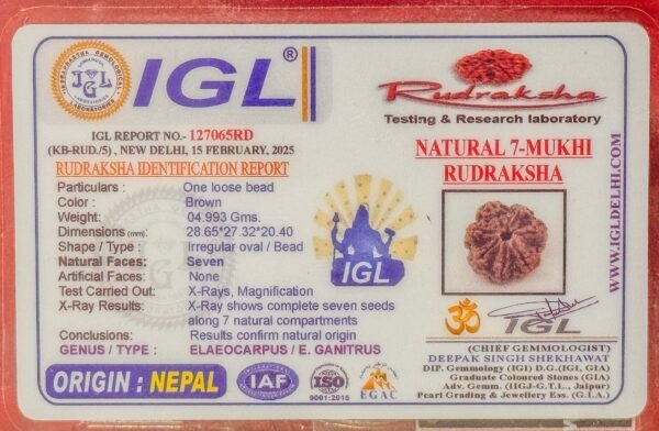 7 Mukhi Rudraksha - Full seed(WYSIWYG) Super Rare