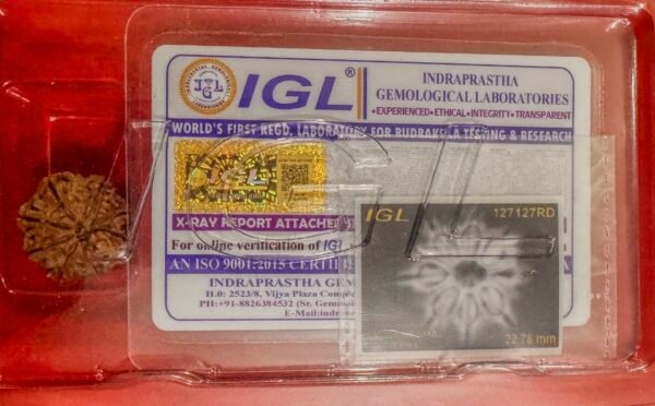 8 Mukhi Ganesh Rudraksha - Full Seed (WYSIWYG) Super Rare - Image 2