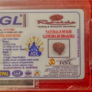 8 Mukhi Ganesh Rudraksha - Full Seed (WYSIWYG) Super Rare